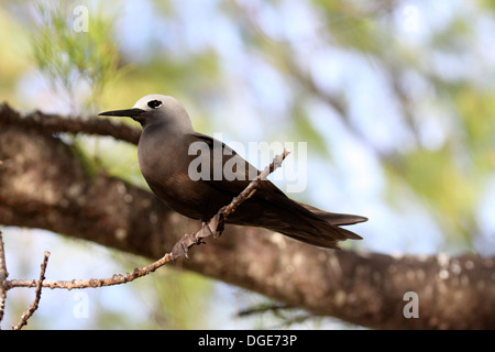 Geringerem Noddy thront im Baum in den Seychellen Stockfoto