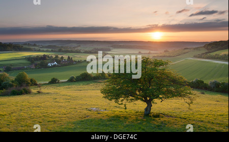 Eine idyllische englische Landschaft Szene bei Sonnenuntergang; ein einsamer Baum mit Blick auf eine Hütte in den North Kent Downs. Stockfoto