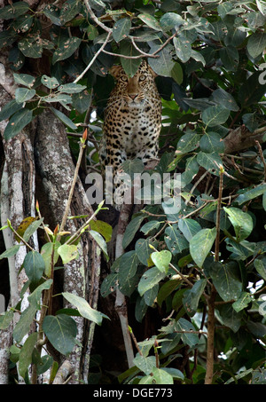 Leopard auf Baum Stockfoto