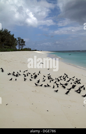 Schlankschnabelnoddies versammelt sich am Strand in den Seychellen Stockfoto