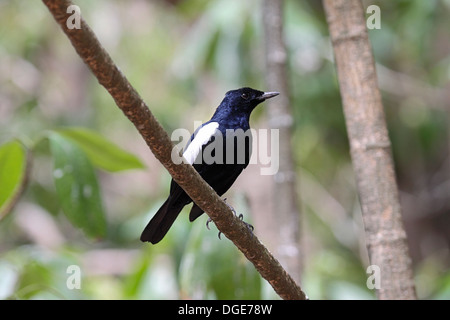 Seychellen Magpie Robin auf Cousin Island auf den Seychellen Stockfoto