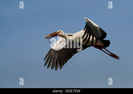 Asiatischer Openbill Storch Ranganathittu-Vogelschutzgebiet Stockfoto