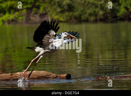 Asiatischer Openbill Storch, Ranganathittu-Vogelschutzgebiet Stockfoto