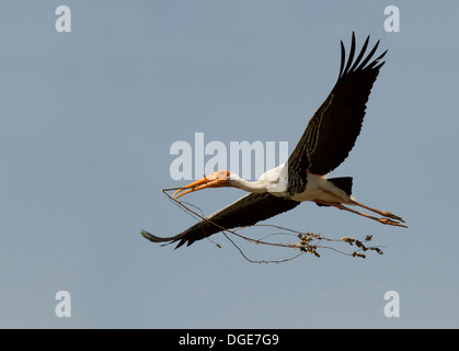 Painted Stork Stockfoto