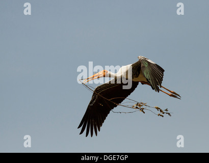 Painted Stork Stockfoto