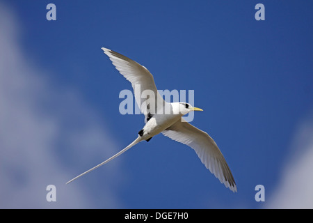 White-tailed tropische Vogel in den Seychellen Stockfoto