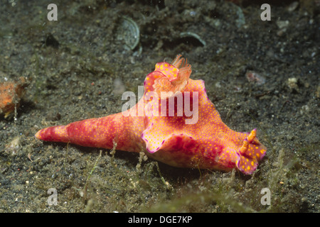 N-gelappten Ceratsoma Nacktschnecken. (Ceratosoma Tenue). Lembeh Strais, Indonesien Stockfoto