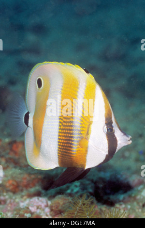 Coralfish Orange gebändert. (Coradion Chrysozonus). Salomon-Inseln Stockfoto