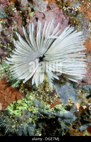 Gemeinsamen Staubwedel Wurm. (Sabellastarte Sanctijosephi). Salomon-Inseln Stockfoto