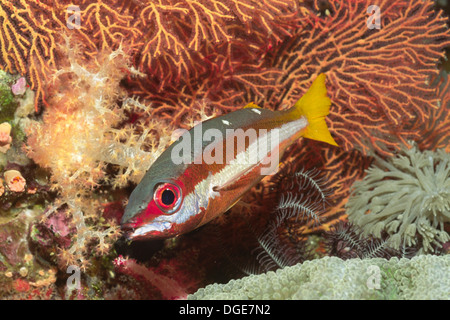 Zweipunkt-Snapper. (Lutjanus Biguttatus). Salomon-Inseln Stockfoto