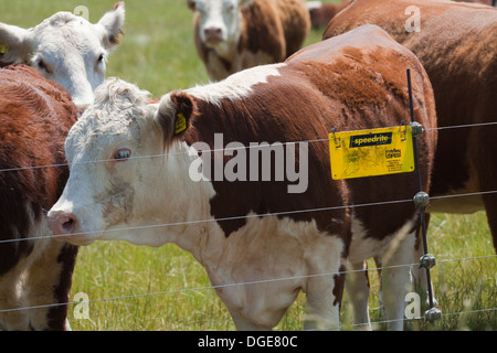 Hereford-Rinder (Bos Taurus). Auf Weide Feld aufbewahrt vom Elektrozaun Linie oder heiße Drähte. Stockfoto