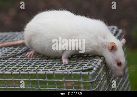 INLÄNDISCHE WEIßE RATTE (RATTUS NORVEGICUS). Schwanger Albino Weibchen. Forschung. PET-Begleiter kleine Säugetier. Stockfoto