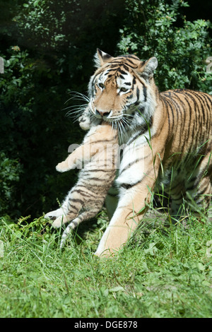 Amur oder sibirische Tigerin (Panthera Tigris Altaica), tragenden Cub in den Mund. Stockfoto