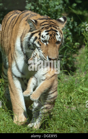 Amur oder sibirische Tigerin (Panthera Tigris Altaica), tragenden Cub in den Mund. Stockfoto