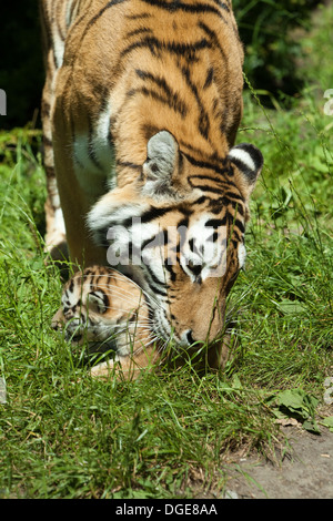 Amur, oder sibirische Tigerin (Panthera Tigris Altaica). Um etwa zu holen, greifen und Cub im Mund zu tragen. Stockfoto