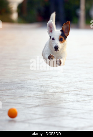 Jumping Jack-Russell-Terrier für geworfenen Ball aport. Stockfoto