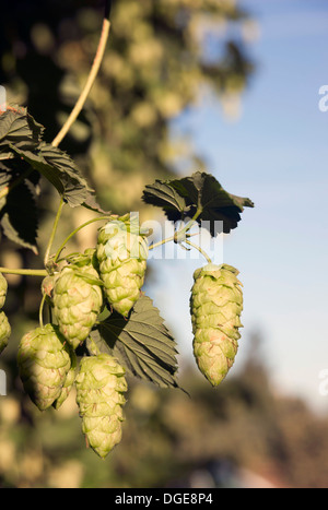 Hopfen-Pflanzen wachsen in der Sommersonne Stockfoto
