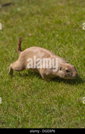 Prairie Murmeltier oder Prairie "Dog" (Cynomys sp.). Ein Pflanzenfresser grabende Erdhörnchen Grasland in Nordamerika heimisch. Stockfoto