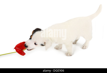 Jack Russell Welpen spielen mit roten Anthurien auf weißem Hintergrund Stockfoto