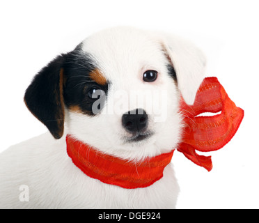 Jack Russell Welpen mit roten Kokarde auf weißem Hintergrund Stockfoto