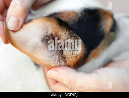 Makro-Ohr von einem Jack Russell Hund. Stockfoto