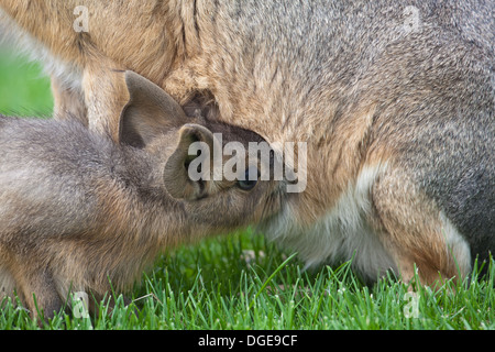 Mara oder patagonische Hase (Dolichotis Patagonum). Jung von der Mutter gesäugt. Stockfoto