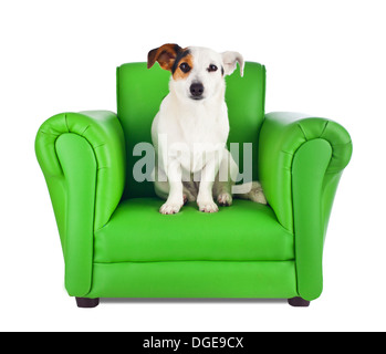 Jack Russell sitzt auf einer grünen Sessel auf weiß Stockfoto