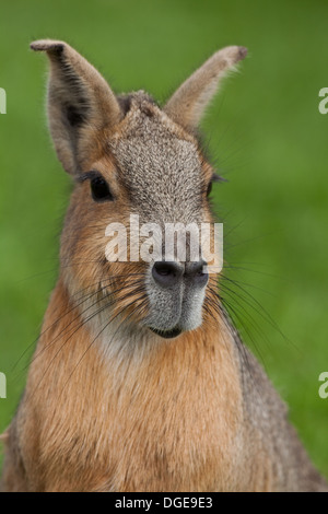 MARA oder patagonische Hase (DOLICHOTIS PATAGONIUM). Stockfoto