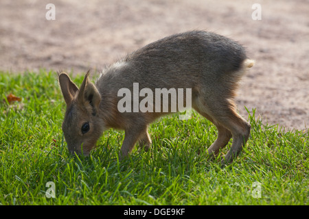 Mara oder patagonische Hase (Dolichotis Patagonum). Entwöhnte Jungtier, Weiden. Stockfoto