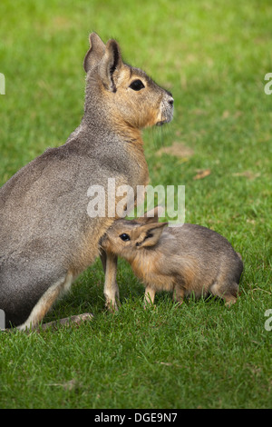 Mara oder patagonische Hase (Dolichotis Patagonum). Weibchen mit jungen, suchen eine Brustwarze. Stockfoto