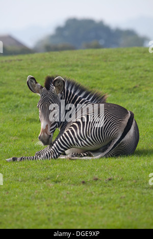 GREVY Zebra (Equus Grevyi). Am Boden liegen. Markierungen für das Individuum einzigartig. Whipsnade Zoo. Stockfoto