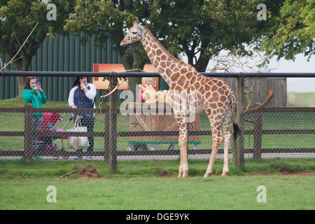 Retikuliert, oder somalische Giraffe (Giraffa Plancius Reticulata). Jungtier im Whipsnade Zoo gezüchtet, bewundert. Stockfoto