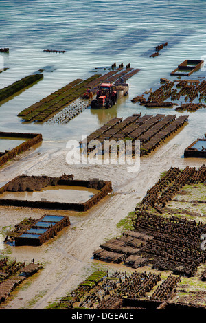 Austernbänke bei Ebbe, Cancale, Bretagne, Nord-Frankreich, Europa Stockfoto
