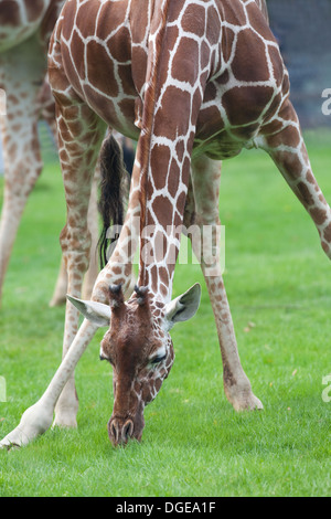 Retikuliert, oder somalische Giraffe (Giraffa Plancius Reticulata). Vorderläufe verbreiten auseinander so dass Tier, Boden zu erreichen Stockfoto