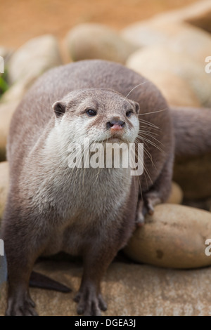 Asiatische kleine krallte Otter (Aonyx Cinerea). Stockfoto