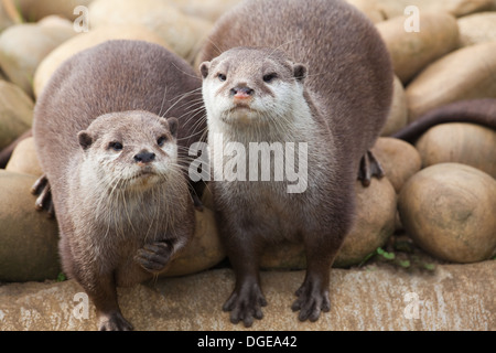 Asiatische kleine krallte Otter (Aonyx Cinerea). Stockfoto