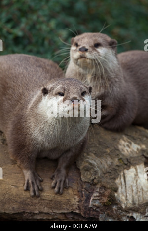 Asiatische kleine krallte Otter (Aonyx Cinerea). Stockfoto