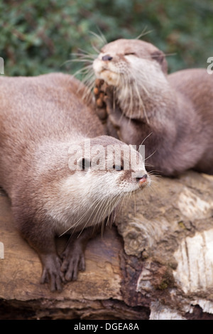 Asiatische kleine krallte Otter (Aonyx Cinerea). Stockfoto