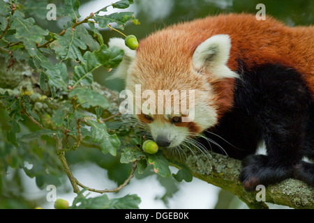 Rot oder kleinere Panda (Ailurius Fulgens). Riechen Sie eine Eichel in einer Eiche. Stockfoto