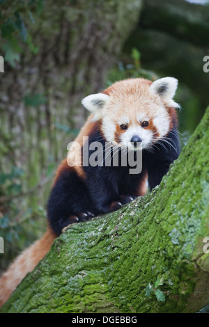 Rot oder kleinere Panda (Ailurius Fulgens). Blick von Gliedmaßen eines Baumes. Stockfoto