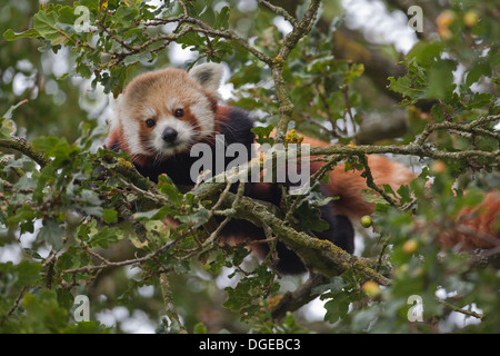 Rot oder kleinere Panda (Ailurius Fulgens). Blick von der oberen Äste einer Eiche. Stockfoto