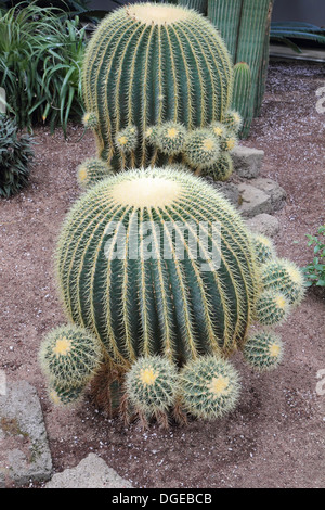 Golden Barrel Cactus - Echinocactus Grusonii Stockfoto