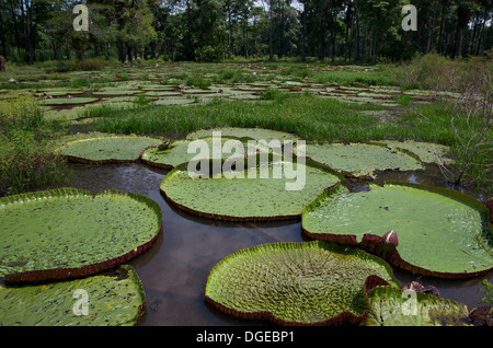 Riese Amazon Water Lily Pads (Victoria Amazonica) in einem Teich in Loreto, Peru. Stockfoto