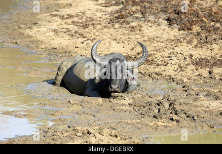 Wasserbüffel im Schlamm liegen, während Ende der Trockenzeit Dürre Stockfoto