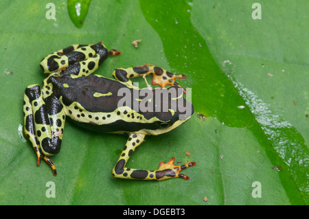 Eine gemeinsame Harlekin Kröte (Atelopus Spumarius) im tropischen Regenwald in Loreto, Peru. Stockfoto