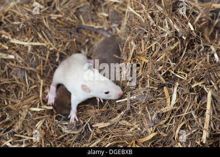 Albino braun oder Norwegen Ratte (Rattus Norvegicus). In einem Wurf von normalen braun gefärbte junge. Rosa Augen gerade erst zu öffnen Stockfoto