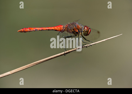 Von Ruddy Darter (Sympetrum Sanguineum), männliche Abstreicheisen Libelle Familie (Libellulidae) Stockfoto