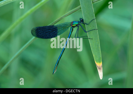 Männchen des Damselfly gebändert Prachtlibelle (Calopteryx Splendens) Stockfoto