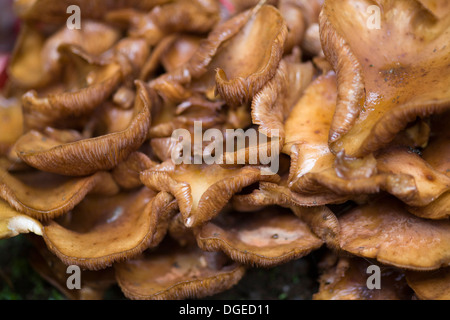 Honig-Pilz Armillaria Mellea Close Up in Waldgebieten Stockfoto