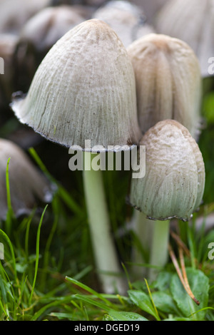 Gemeinsame Inkcap Coprinus Atramentarius wächst in Woodland Close Up Stockfoto